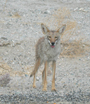 Coyote - Death Valley