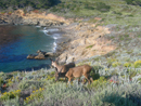 Point Lobos 2